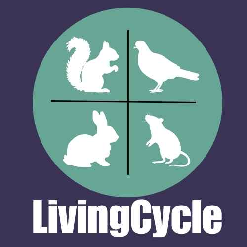 LivingCycle Logo Image